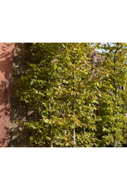 Граб звичайний посадка під живопліт